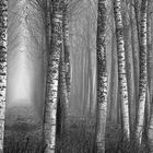 Gli alberi di John Berger -13