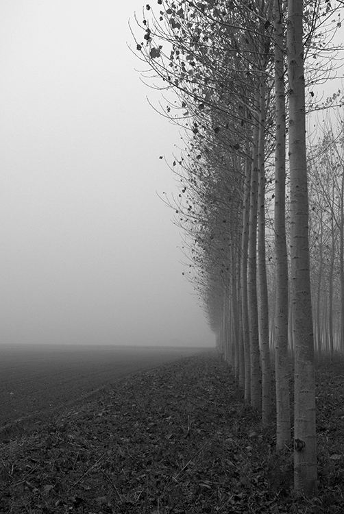 Gli alberi di John Berger -16