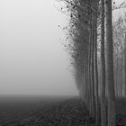 Gli alberi di John Berger -16