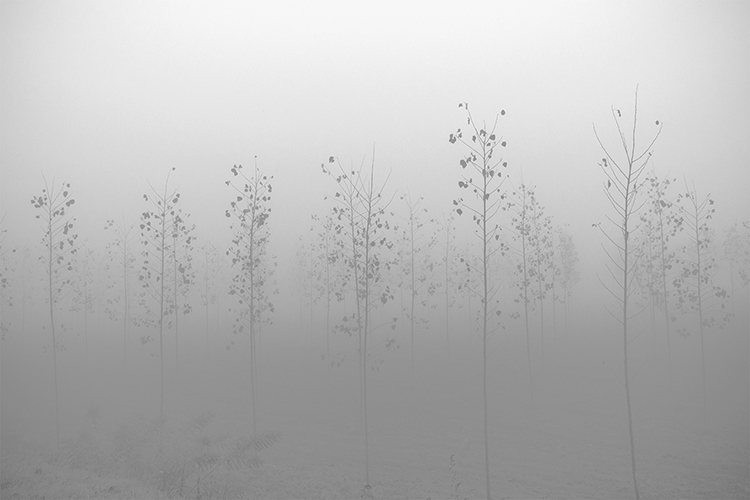 Gli alberi di John Berger - 2