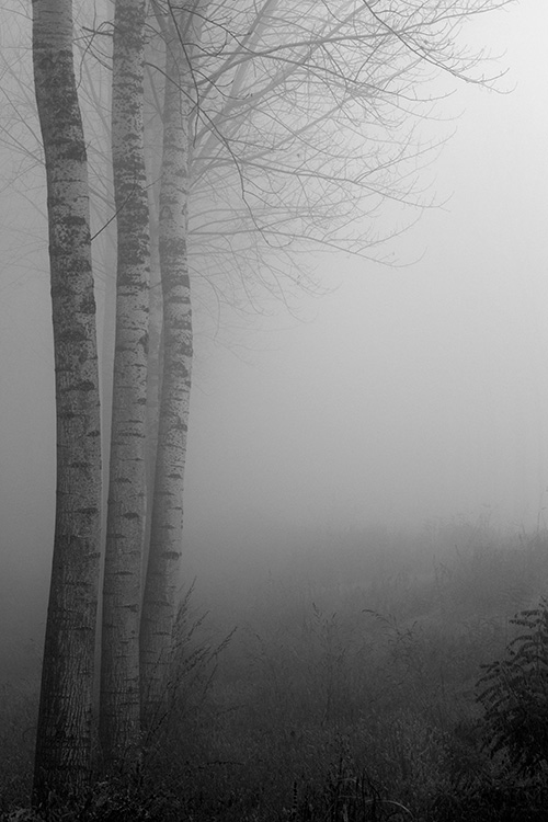 Gli alberi di John Berger - 3