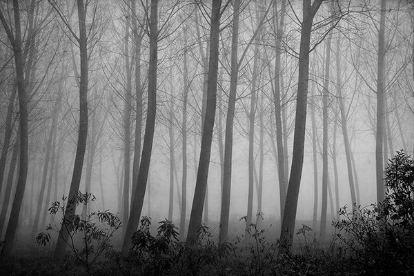 Gli alberi di John Berger - 5