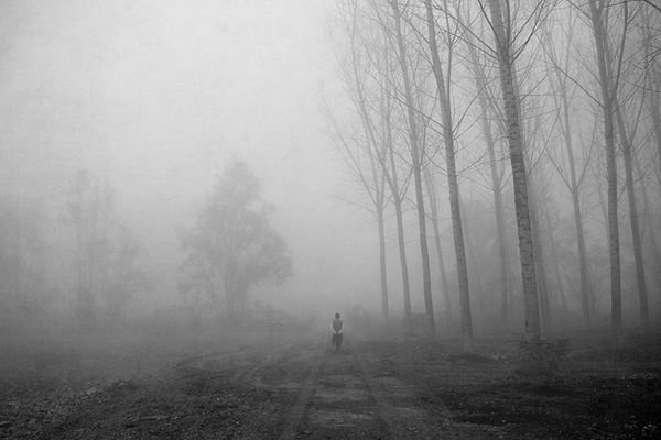 Gli alberi di John Berger - 6