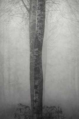 Gli alberi di John Berger -9