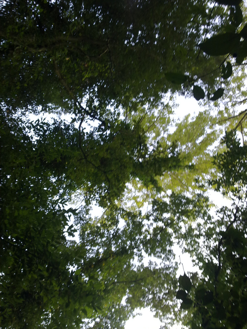 Gli Alberi inviano segni