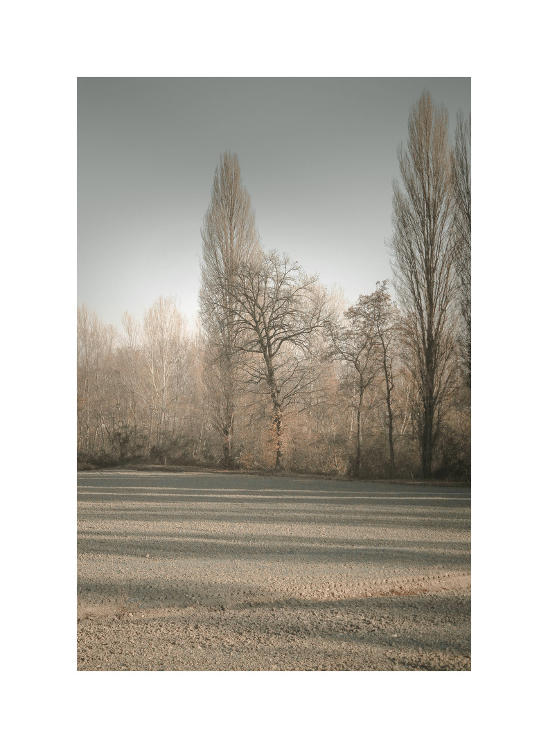 Gli alberi lungo il fiume....