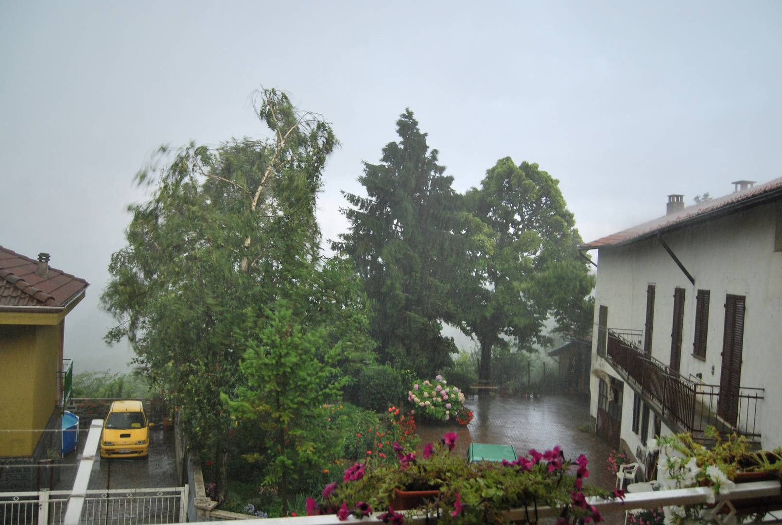 gli alberi si piegano sotto il vento