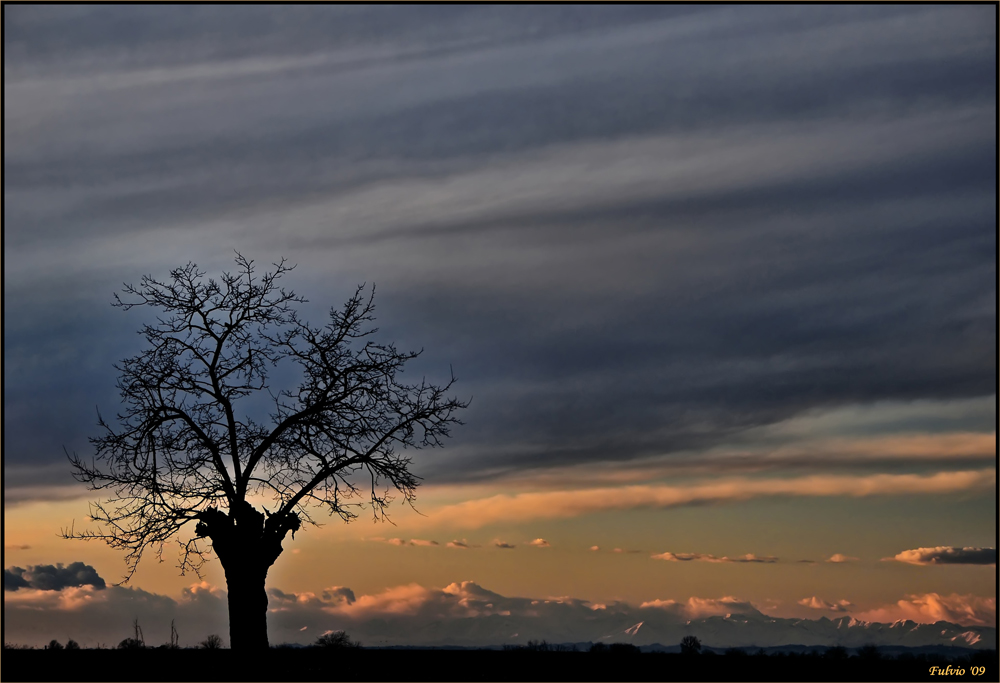 Gli alberi sognano? (2)