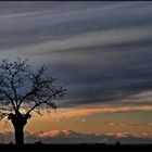 Gli alberi sognano? (2)