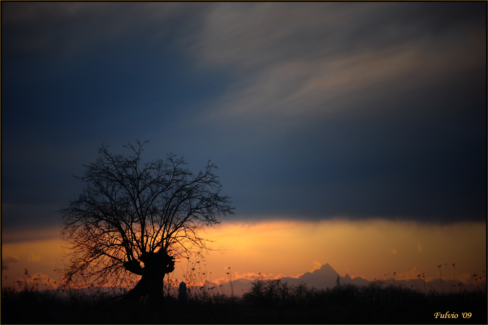 Gli alberi sognano? (3)