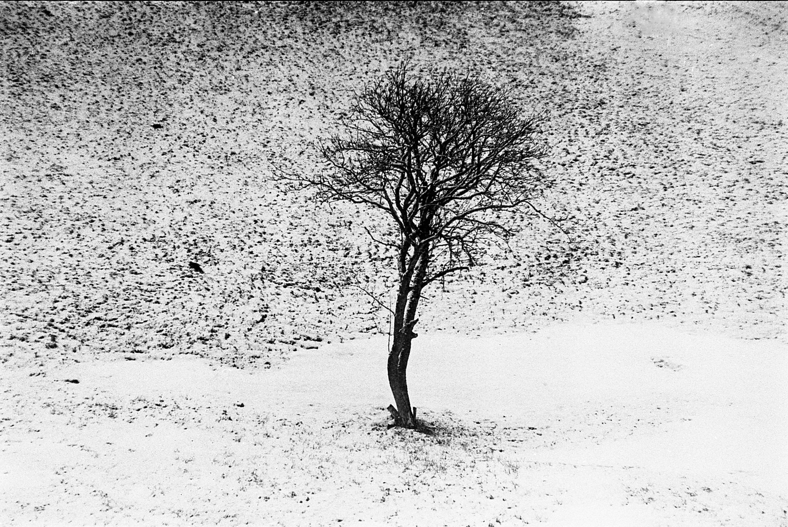 "Gli alberi solitari"