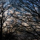 Gli alberi sono le colonne del mondo, quando gli ultimi alberi saranno stati tagliati, il cielo cadr