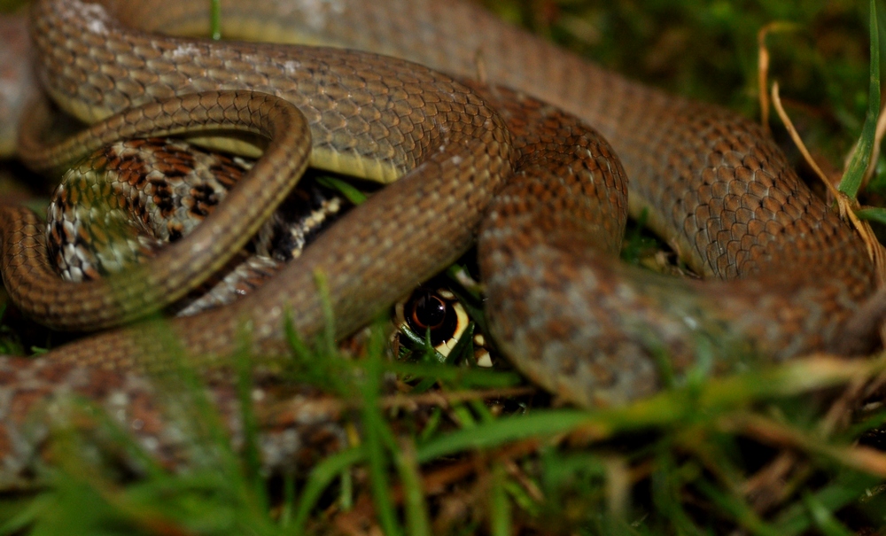 Gli animali ci guardano (1)