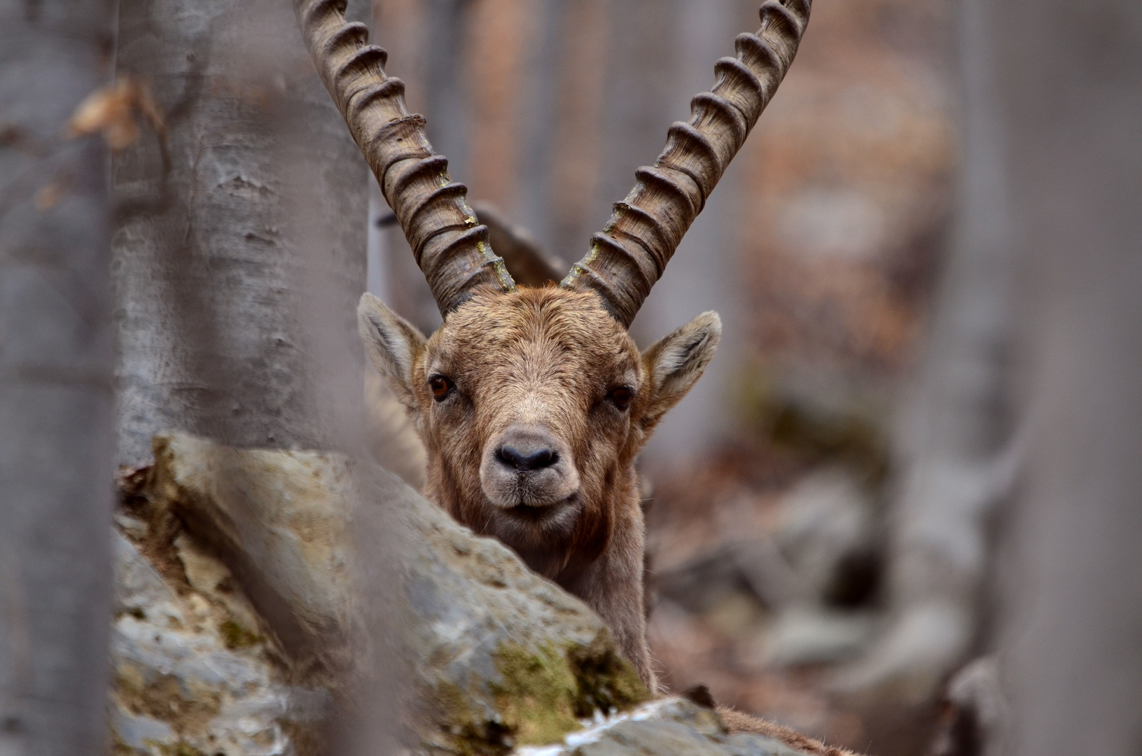 Gli animali ci guardano (11)