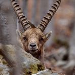 Gli animali ci guardano (11)