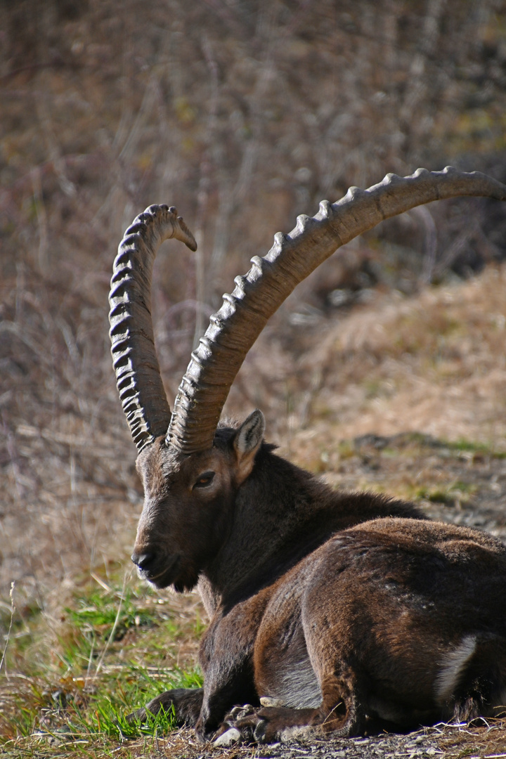 Gli animali ci guardano (12)