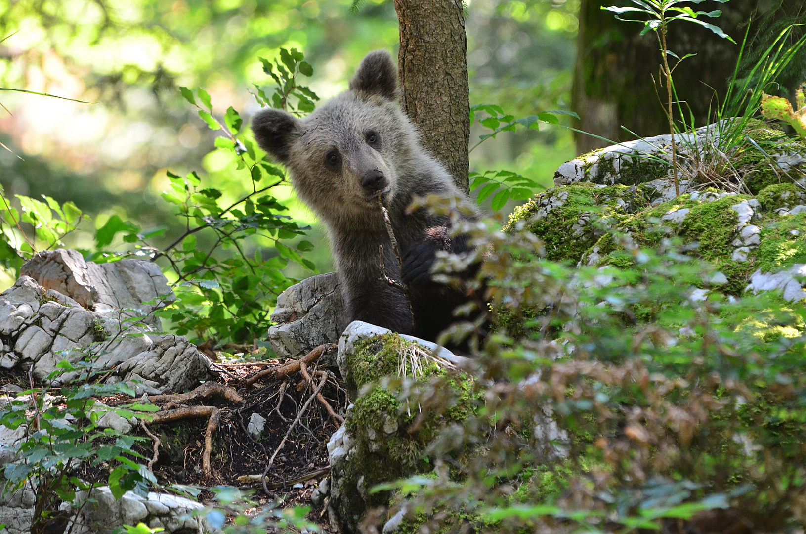 Gli animali ci guardano (13)