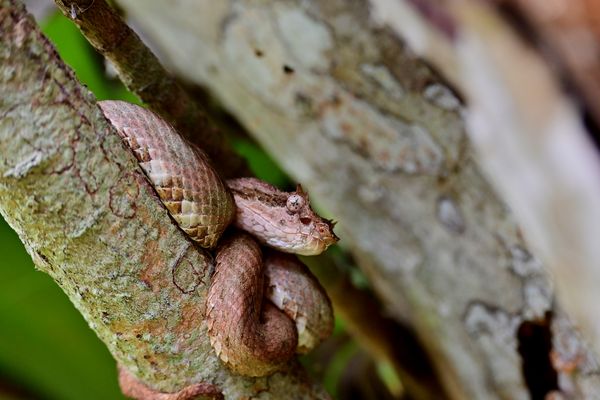 Gli animali ci guardano (14)