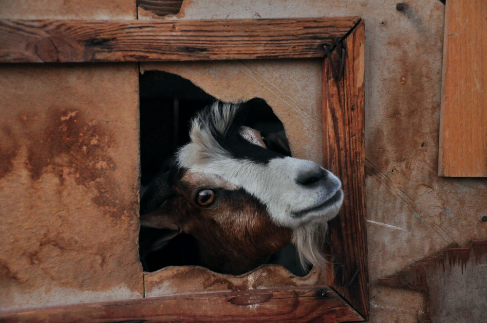 Gli animali ci guardano (2)