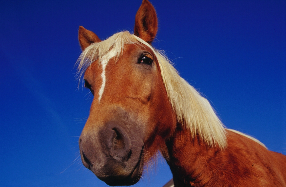 Gli animali ci guardano (7)