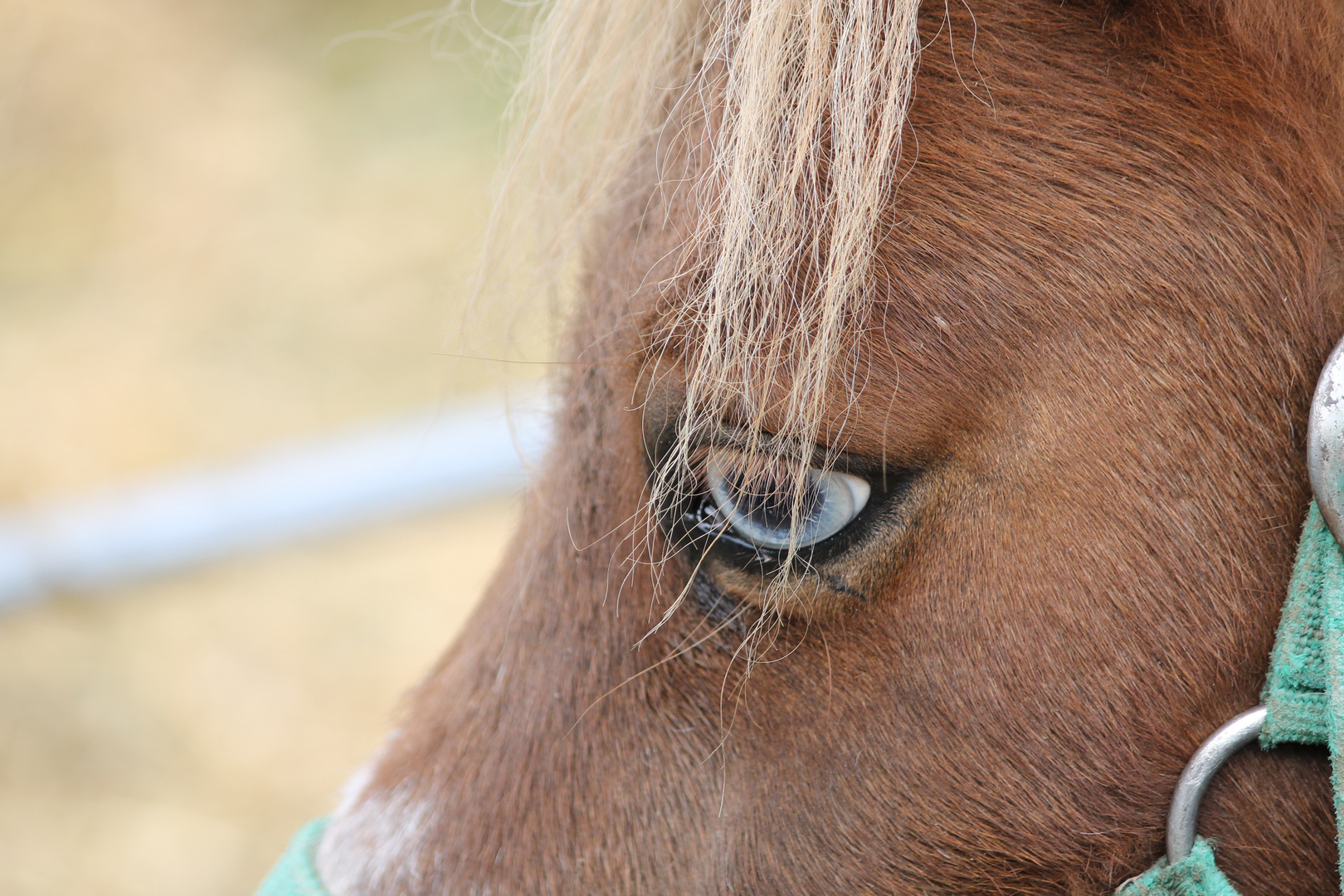 gli occhi azzurri di un pony