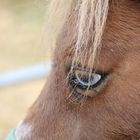 gli occhi azzurri di un pony