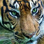 Gli occhi della tigre