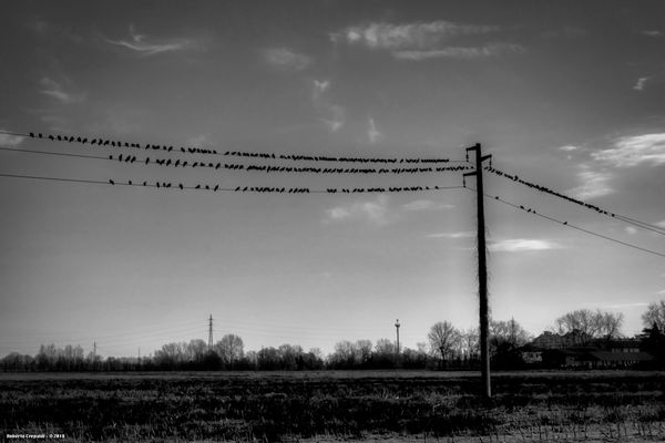 Gli uccelli di Opera