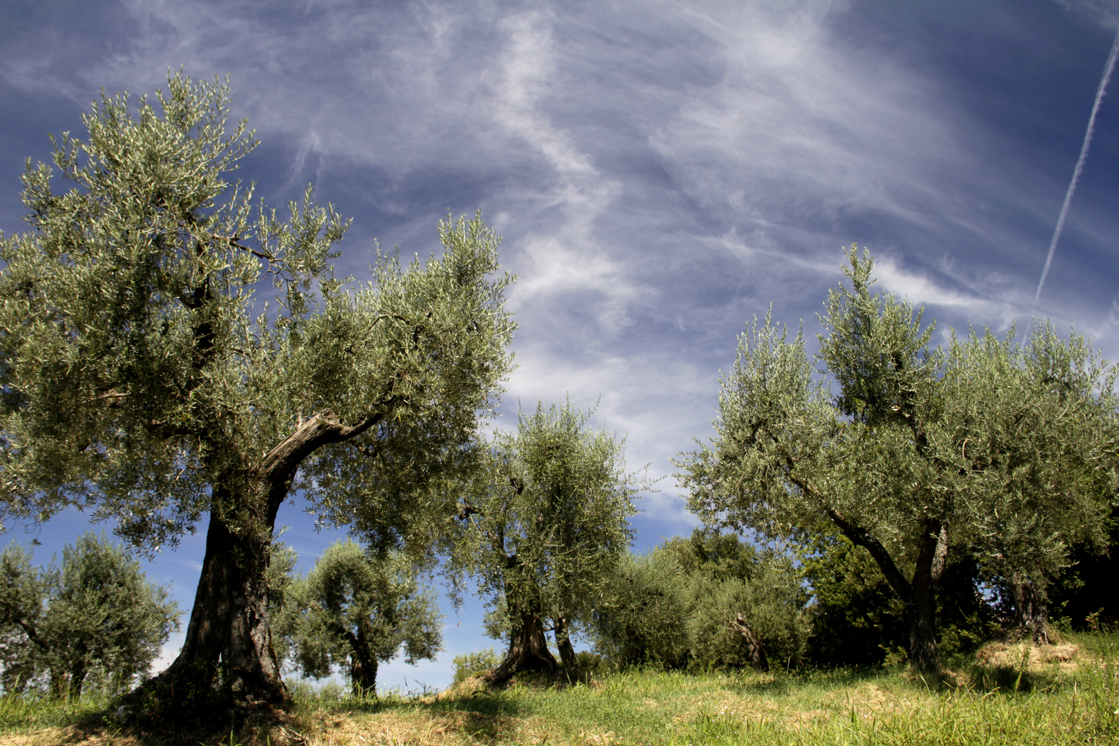 Gli Ulivi di S Francesco_Umbria