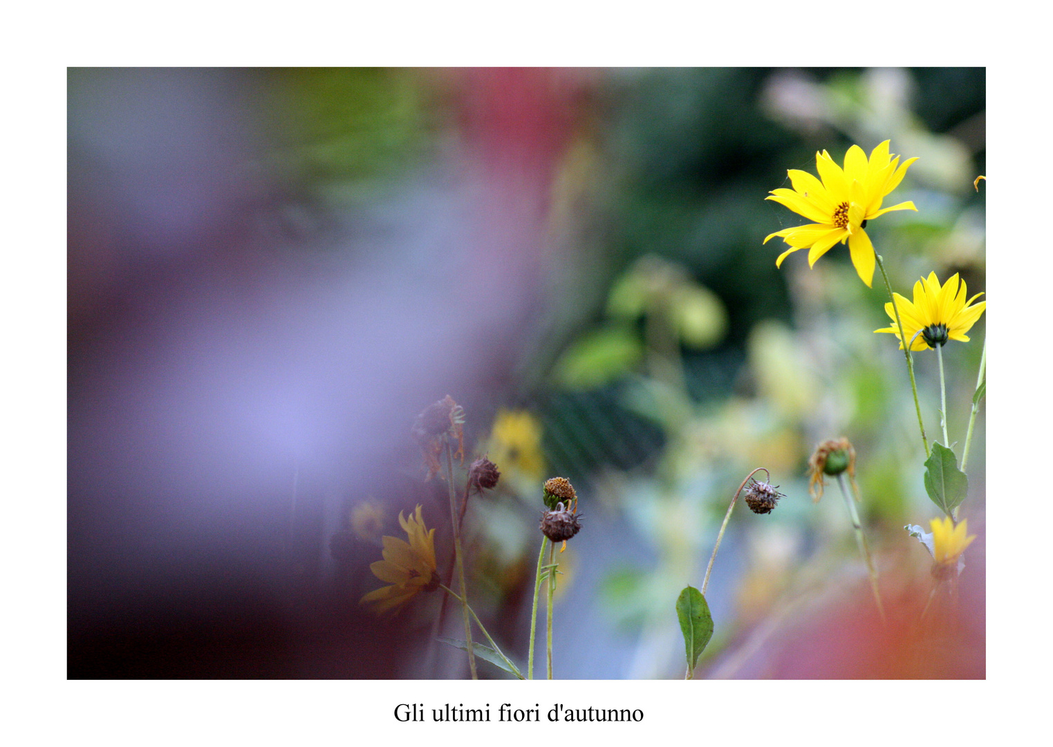 Gli ultimi fiori d'autunno