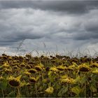 .gli ultimi in campo..