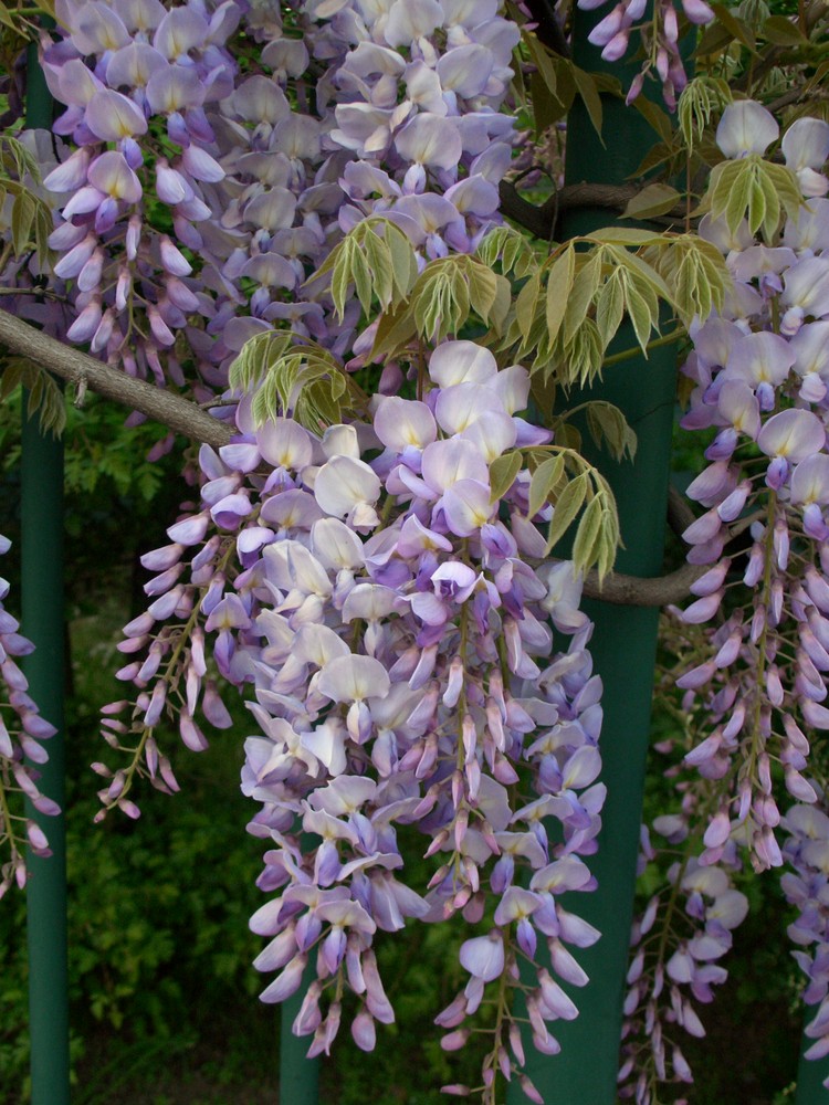 Glicine di primavera