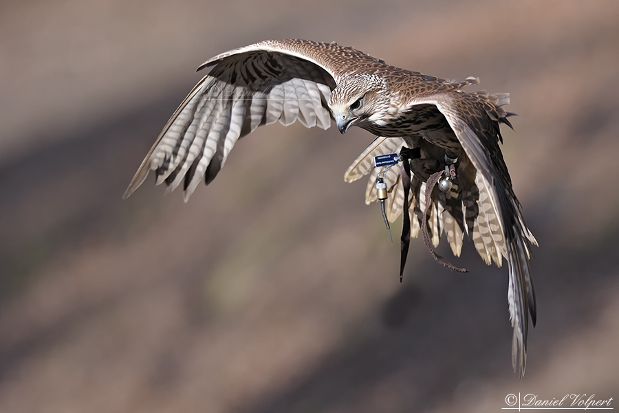 Gliding Saker