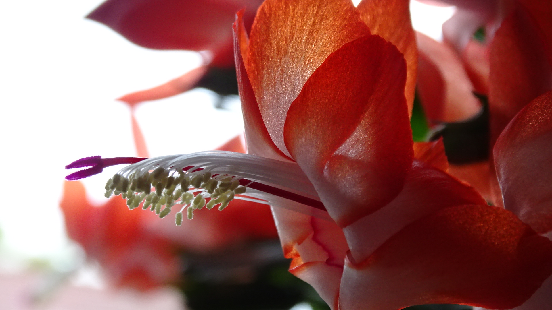 Gliederkaktusblüte im Gegenlicht