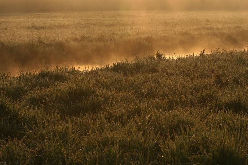 Glienicke-Bachlauf im Nebel