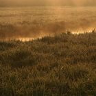 Glienicke-Bachlauf im Nebel