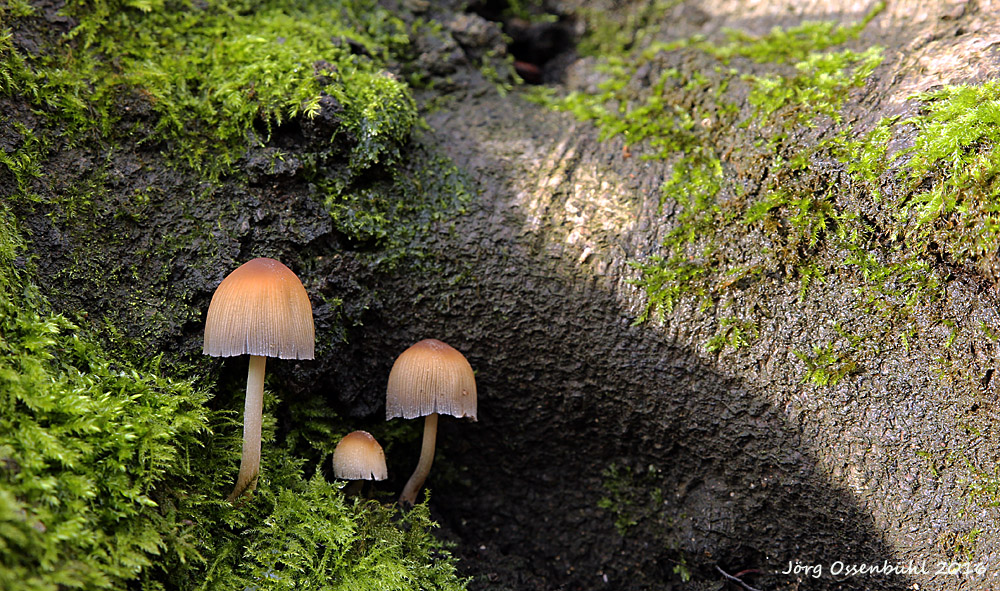 Glimmer Tintling (Coprinellus micaceus)