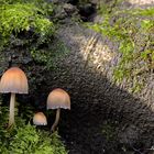 Glimmer Tintling (Coprinellus micaceus)