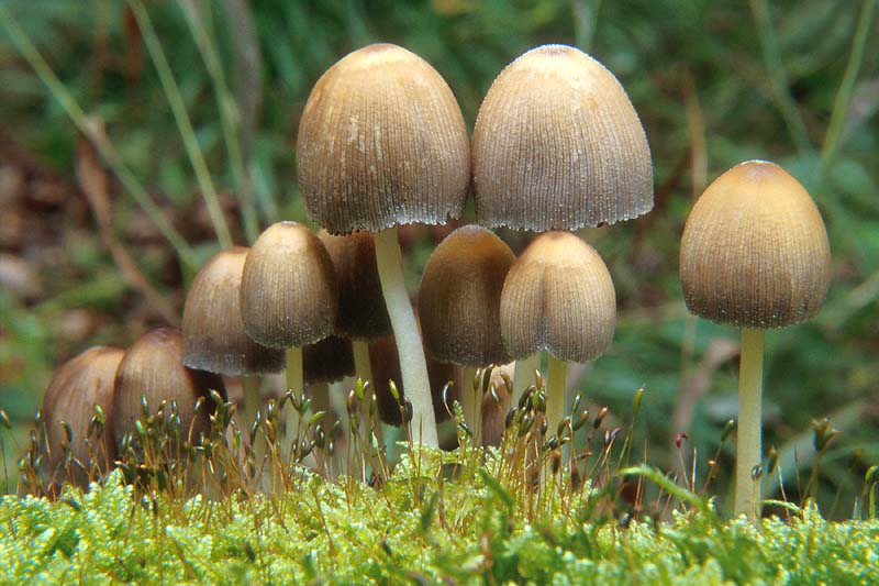 Glimmer-Tintling (Coprinus micaceus)