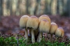 Glimmer-Tintlinge (Coprinellus micaceus)