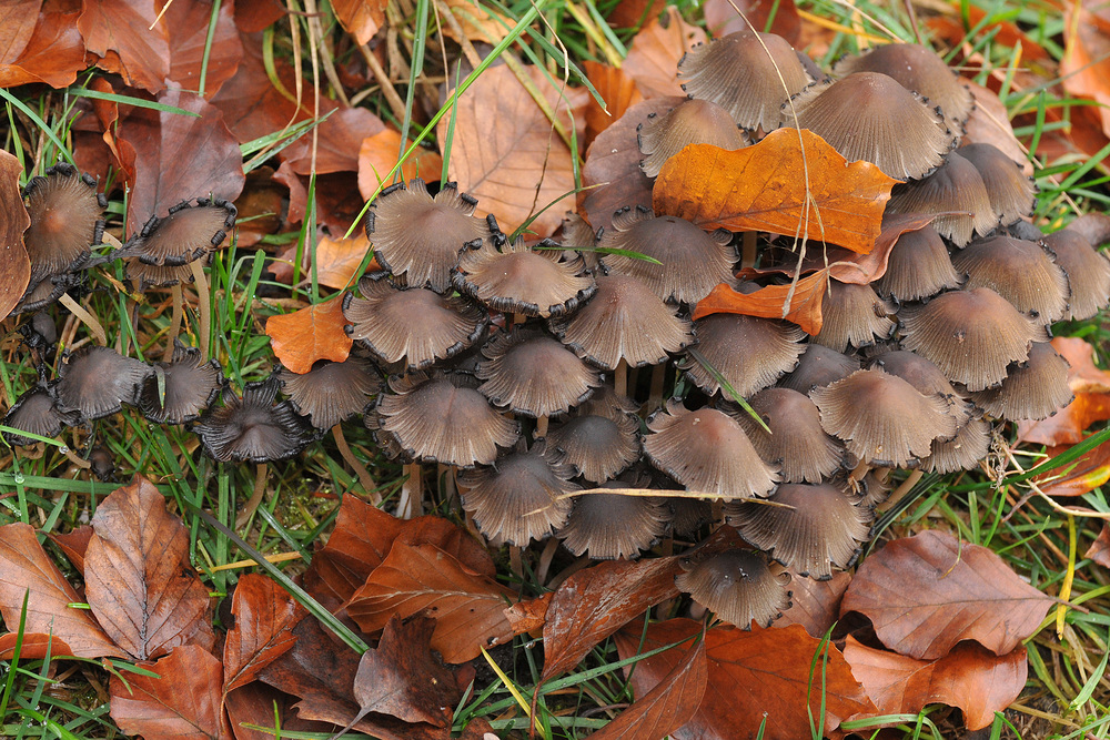 Glimmer – Tintlinge im Herbstlaub