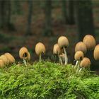 Glimmertintling (Coprinellus micaceus)