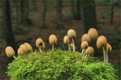 Glimmertintling (Coprinellus micaceus)