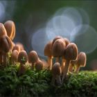 Glimmertintling (Coprinus micaceus) 2