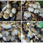 Glimmertintling (Coprinus micaceus)