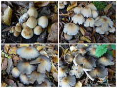 Glimmertintling (Coprinus micaceus)