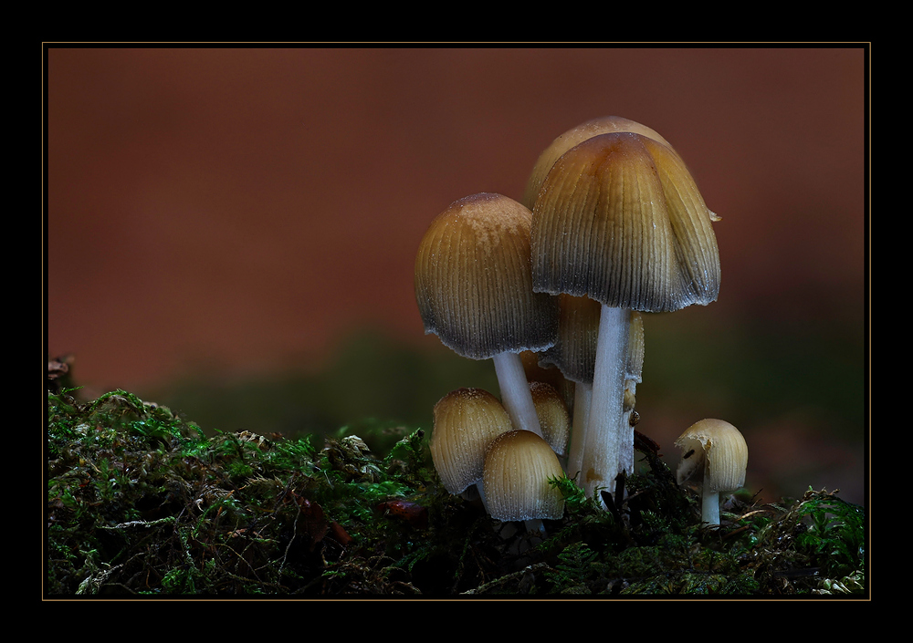 Glimmertintling (Coprinus micaceus)