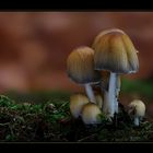 Glimmertintling (Coprinus micaceus) - reloaded