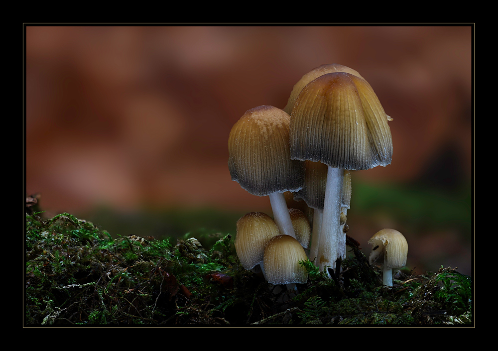 Glimmertintling (Coprinus micaceus) - reloaded