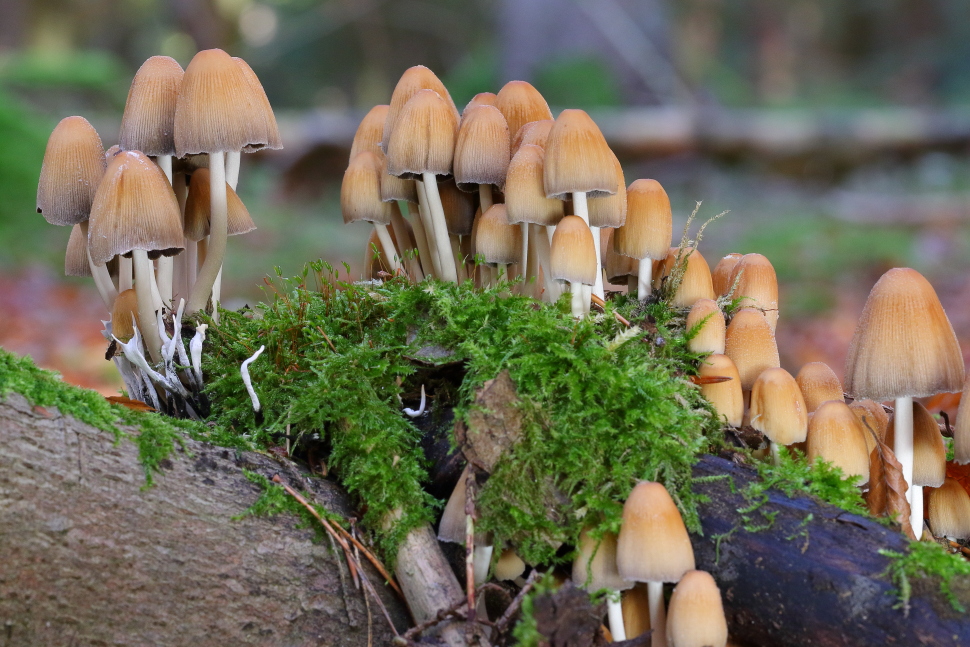 Glimmertintlinge & Holzkeulen